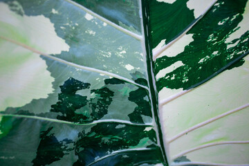 The surface of Alocasia macrorrhizos, a beautiful, rare, high-priced decorative plant. Green plants with beautiful white patterns similar to military camouflage