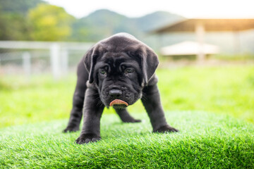 selective focus cute little black dogs Bandogs puppies Neapolitan Mastiff in perfect shape in the...