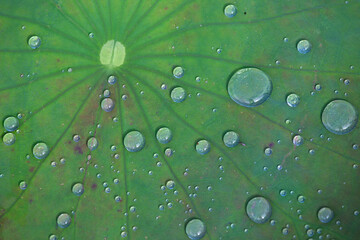 Water drops on the green lotus leaves in the pond look refreshing. Feel the coolness and abundance. Water drop texture background image, pattern on lotus leaves