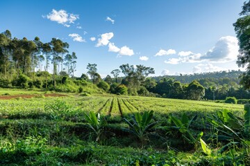 Obraz premium Lush Agroforestry Haven: Vibrant Mix of Trees and Crops in High-Resolution Wide Angle View