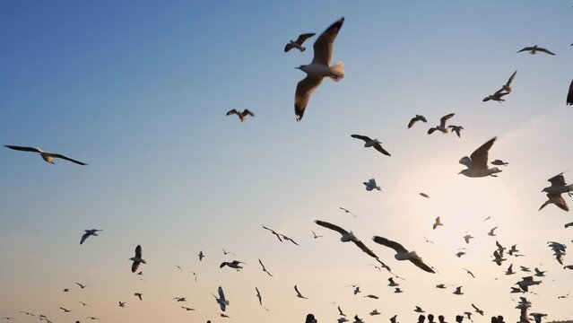 In the afternoon, the sun is about to set. Many seagulls fly in the blue sky. Moving slowly.