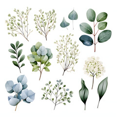 set of Silver dollar eucalyptus leaves, plants, leaves and flowers. illustrations of beautiful realistic flowers for background, pattern or wedding invitations