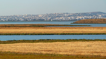 Champs de blé sur les rives du lac Séjoumi à Tunis