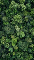 Fototapeta premium Serene Agroforestry Haven: Captivating Vertical Shot of Verdant Landscape with Towering Trees and Rich Undergrowth