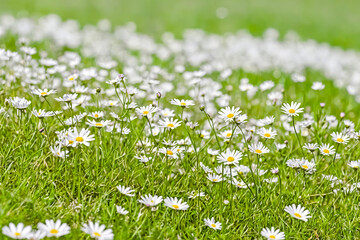 Daisies in a Green Meadow