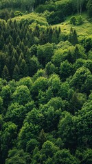 Serene Agroforestry Paradise with Towering Trees and Lush Undergrowth