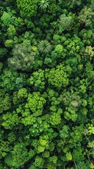 Tranquil Agroforestry Oasis: Verdant Landscape with Towering Trees and Lush Undergrowth