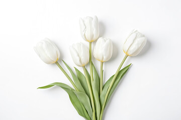 White Tulips on White Background