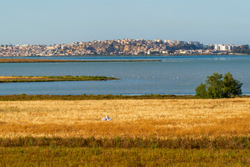 Champs de blé sur les rives du lac Séjoumi à Tunis