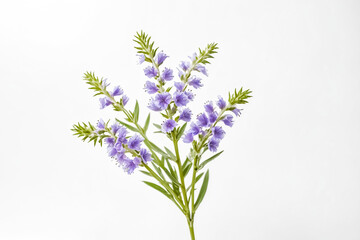 Obraz premium Purple Flowers with Green Stems on a White Background
