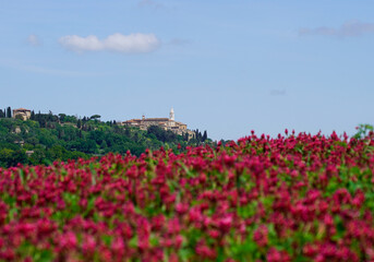 A field of red flowers and a mountain top village in the distance, Tuscany, Italy 