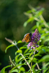 butterfly on a flower