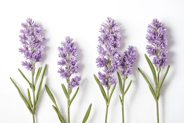 Obraz premium Four Purple Lavender Flowers on White Background