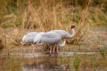 sarus crane or Grus antigone flock family water droplets in air from beak in natural green background during winter safari excursion at keoladeo national park bharatpur bird sanctuary rajasthan india © Sourabh