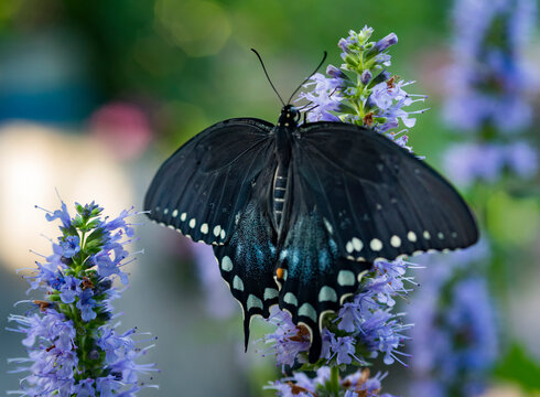 Black Tiger Swallowtail on Lavender Flower