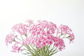 Pink Flowers on a White Background