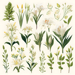 set of Lily, plants, leaves and branches. illustrations of beautiful realistic flowers for background, pattern or wedding invitations