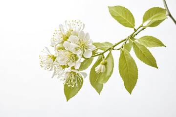White cherry blossom flowers on a branch with green leaves on a white background