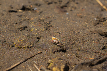 Uca vocans, Fiddler Crab walking in mangrove forest at Pangandaran Beach, Indonesia.
