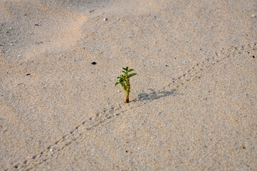 A small plant sprouted in the sand on the beach.