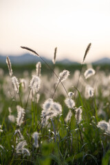 Wild plants growing in the fields
