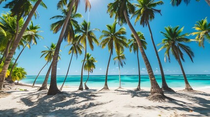 tropical beach coconut palm pic