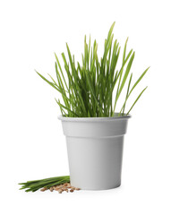 Fresh wheat grass in pot, sprouts and seeds isolated on white