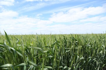 Ripening wheat with green leaves growing under blue sky