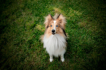 Sheltie dog. Domestic pet sitting on the green grass. Shetland Sheepdog outdoors. Blue eyes dog....