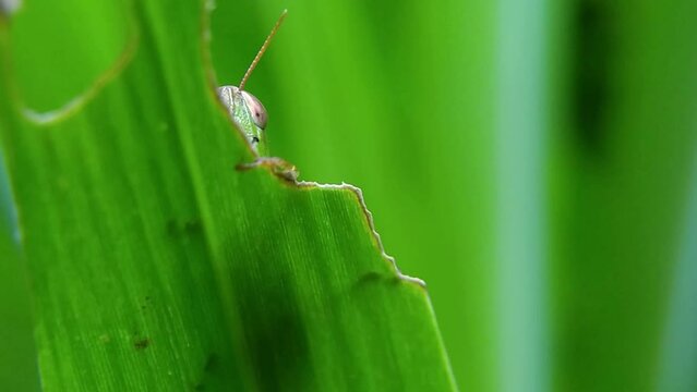 Green rice grasshoppers hide behind weed leaves