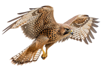 Peregrine Falcon Isolated on Transparent Background
