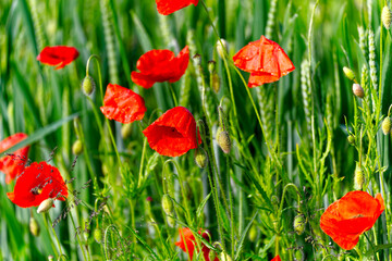 Close-up of agriculture grain field with red poppies on a cloudy spring morning at Swiss village. Photo taken May 28th, 2024, Oberglatt, Canton Zurich, Switzerland.
