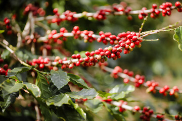 organic arabica coffee with farmer harvest in farm.harvesting Robusta and arabica  coffee berries...
