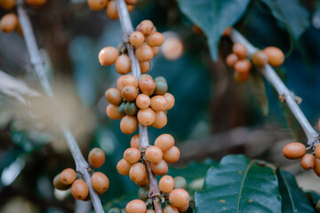 yellow bourbon ripe arabica coffee beans on brance tree in farm.green Robusta and arabica coffee...