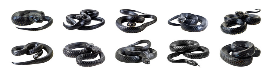 Close-up of black snakes coiled, cut out - stock png.