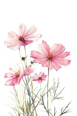 Delicate Cosmos with dainty, pink petals, Watercolor Floral Border, watercolor illustration, isolated on white background