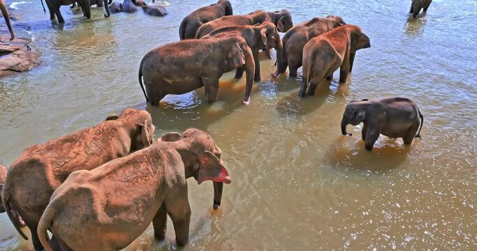 Bathing elephants in river Maha Oya in Pinnawala Sri Lanka