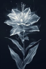 White Flower Blooming Against Black Background