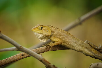 Fototapeta premium lizard on a tree