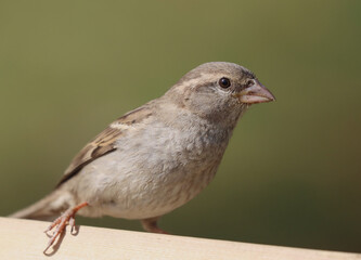 House sparrow