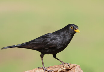 Blackbird