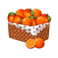 Oranges Basket. Basket of fruits vector illustration. Organic design concept. Hand Drawn Vector fruits collection. Basket with fruits. Farm products.
