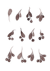 Elderberry, bird cherry, aronia, chokeberry. Berry mix, great design for any purpose. Isolated illustration element. Watercolor currant design for your design. White background