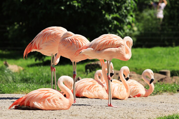 Chilean flamingo at ZOO in Landau in der Pfalz