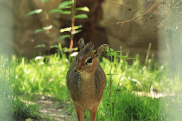 Kirk's dik-dik (male) at ZOO in Landau in der Pfalz