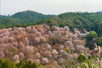 吉野山に咲く山桜
