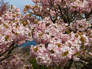 青空に映える満開の桜