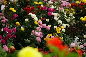 Colorful chrysanthemums bloom in the garden