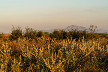 Chardons au crépuscule