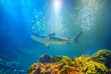 Obraz premium Diving with great sharks. Large white shark. Ready to attack its prey Grey reef shark Carcharhinus amblyrhynchos floats over coral reef, Great White Shark Close up Shot